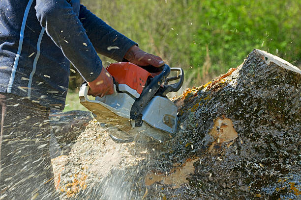 Emergency Storm Tree Removal in Helena, OK